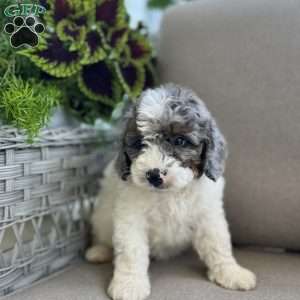 Dustin, Mini Bernedoodle Puppy