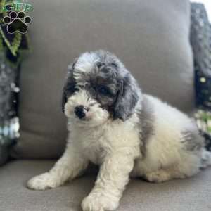 Dustin, Mini Bernedoodle Puppy