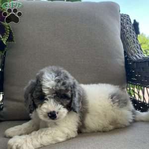 Dustin, Mini Bernedoodle Puppy