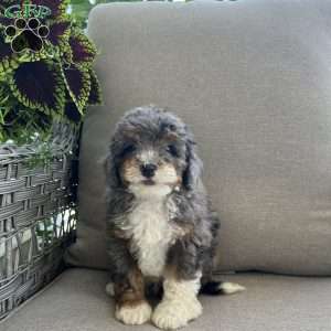 Daxter, Mini Bernedoodle Puppy