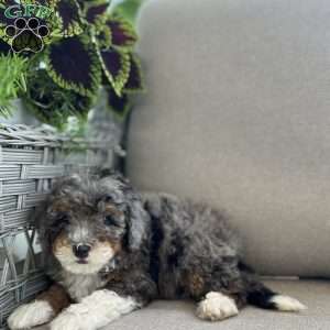Daxter, Mini Bernedoodle Puppy