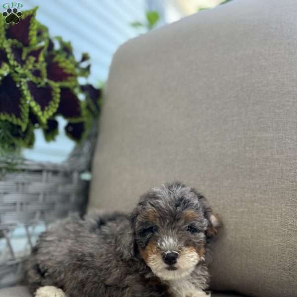 Daxter, Mini Bernedoodle Puppy