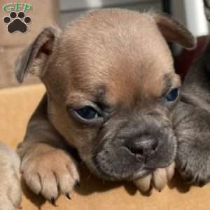 Augie, French Bulldog Puppy