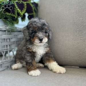 Daxter, Mini Bernedoodle Puppy