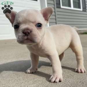 Lola, French Bulldog Puppy