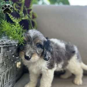 Duke, Mini Bernedoodle Puppy