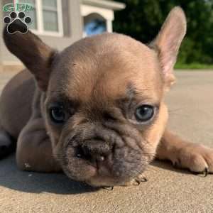 Gizmo, French Bulldog Puppy