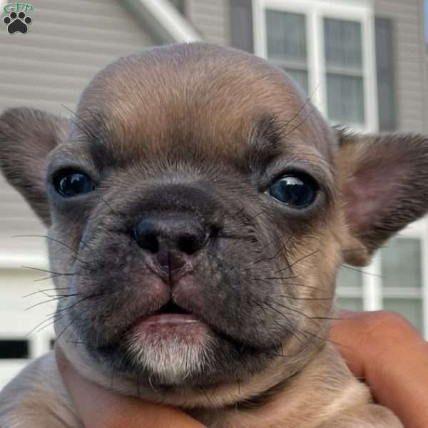 Gizmo, French Bulldog Puppy