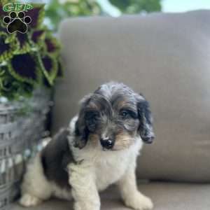 Duke, Mini Bernedoodle Puppy