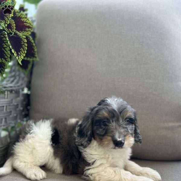Duke, Mini Bernedoodle Puppy
