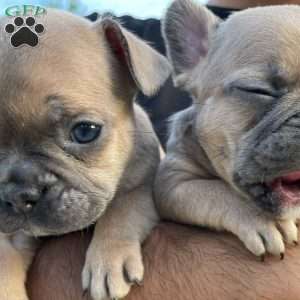 Gizmo, French Bulldog Puppy