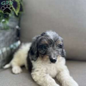 Duke, Mini Bernedoodle Puppy