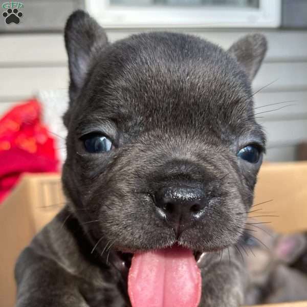 Branston, French Bulldog Puppy