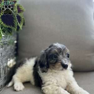 Duke, Mini Bernedoodle Puppy