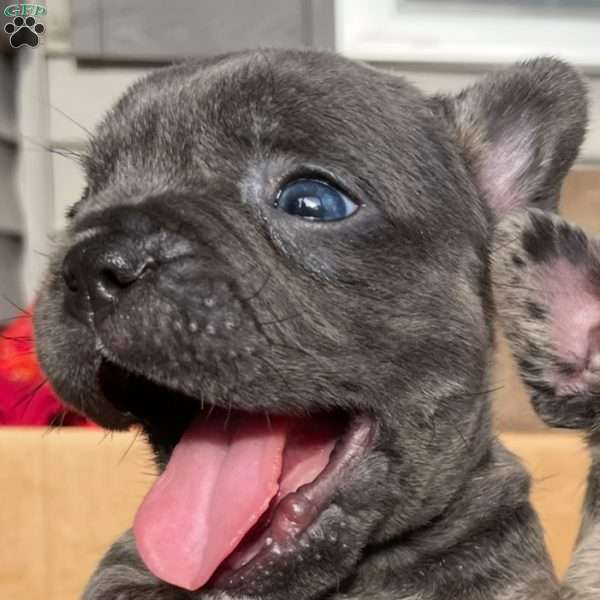 Pickle, French Bulldog Puppy