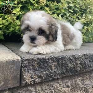 Cooper, Mal-Shi Puppy