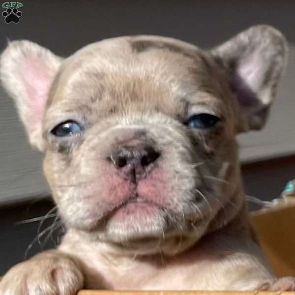 JJ, French Bulldog Puppy