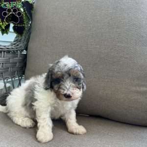 Max, Maltipoo Puppy