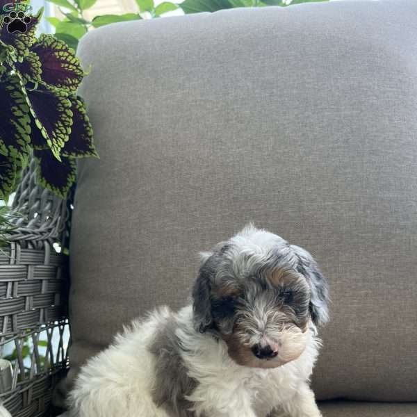Max, Maltipoo Puppy