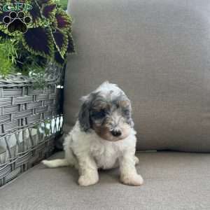 Max, Maltipoo Puppy