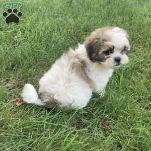 Cooper, Mal-Shi Puppy