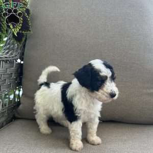 Mason, Maltipoo Puppy