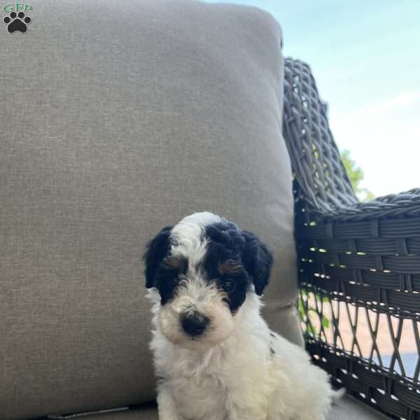 Mason, Maltipoo Puppy