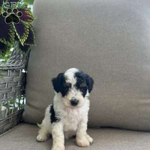 Mason, Maltipoo Puppy