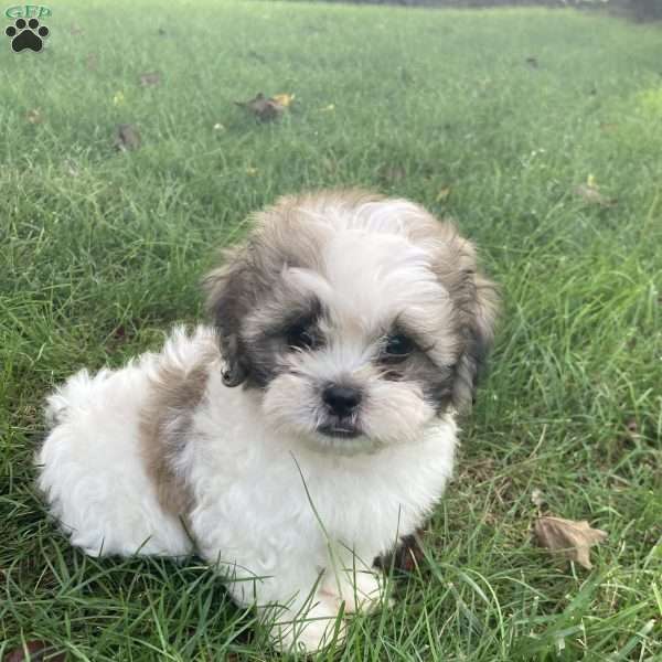 Cooper, Mal-Shi Puppy
