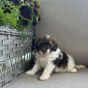 Marlow, Maltipoo Puppy