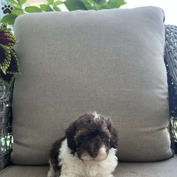 Marlow, Maltipoo Puppy