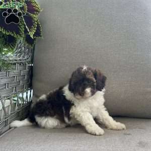 Marlow, Maltipoo Puppy