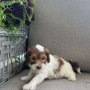 Mack, Maltipoo Puppy