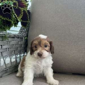 Mack, Maltipoo Puppy
