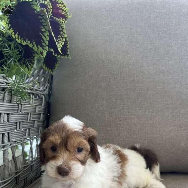 Mack, Maltipoo Puppy