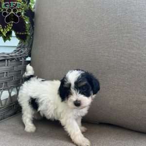 Monty, Maltipoo Puppy