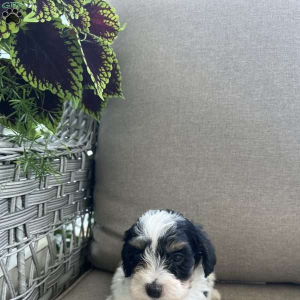 Monty, Maltipoo Puppy