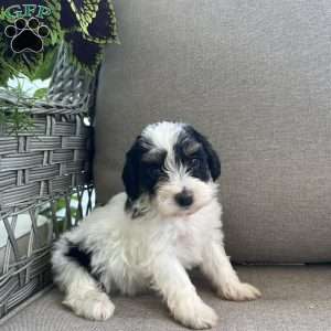 Monty, Maltipoo Puppy