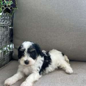 Monty, Maltipoo Puppy
