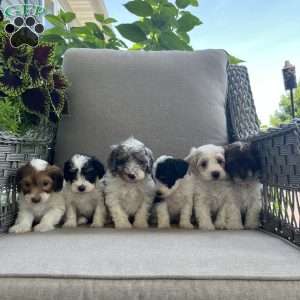 Marlow, Maltipoo Puppy
