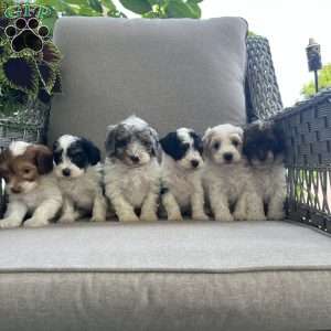 Mack, Maltipoo Puppy