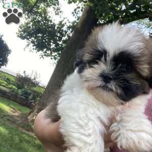Charlie, Mal-Shi Puppy