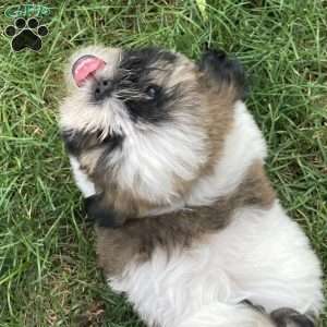 Charlie, Mal-Shi Puppy
