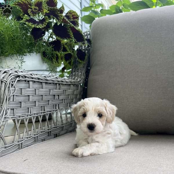 Maddie, Maltipoo Puppy
