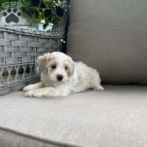 Maddie, Maltipoo Puppy