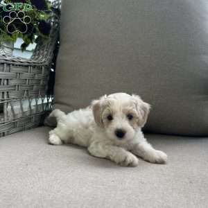 Maddie, Maltipoo Puppy