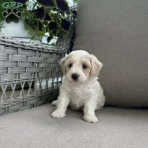 Maddie, Maltipoo Puppy