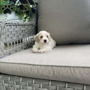 Maddie, Maltipoo Puppy