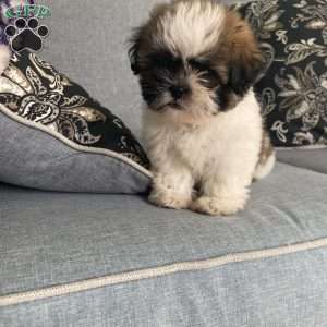 Charlie, Mal-Shi Puppy