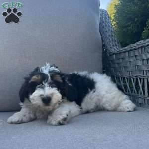 Domonic, Mini Bernedoodle Puppy